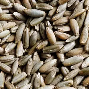 Stock image of grains